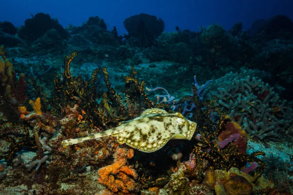 Podwodne Widoki Stingray Piękne Rafy Wyspy Cozumel — Zdjęcie stockowe