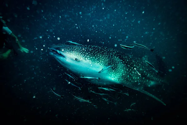 Vista Subaquática Tubarão Baleia Perto Ilha Koh Tao Tailândia — Fotografia de Stock