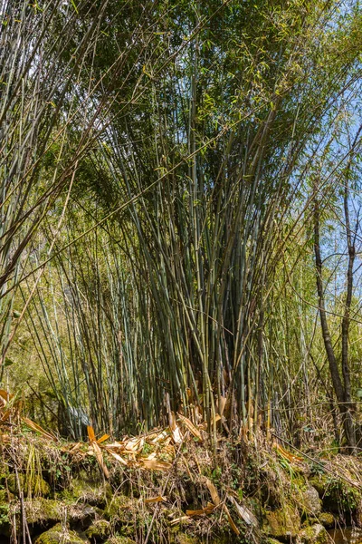 Bambù Nella Foresta Del Nepal — Foto Stock