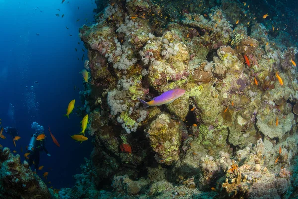 Diver Reaf Röda Havet — Stockfoto