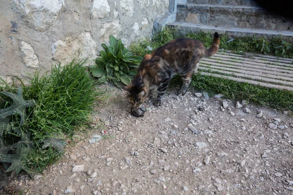 Viaggiare Attraverso Piccola Città Rumena Durante Giorno Vista Del Gatto — Foto Stock