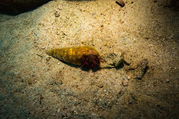 Krabí Poblíž Koh Tao Ostrov Thajsko — Stock fotografie