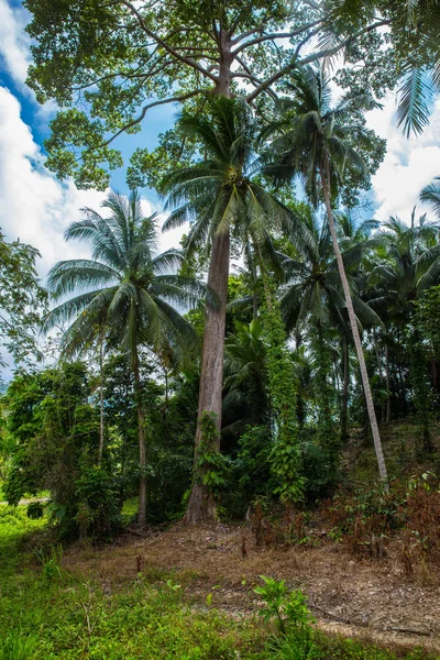 Giungla Verde Koh Samui Primavera Thailandia — Foto Stock