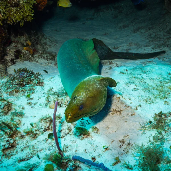 Moray Arrecife Coral Cerca Isla Kozumel — Foto de Stock