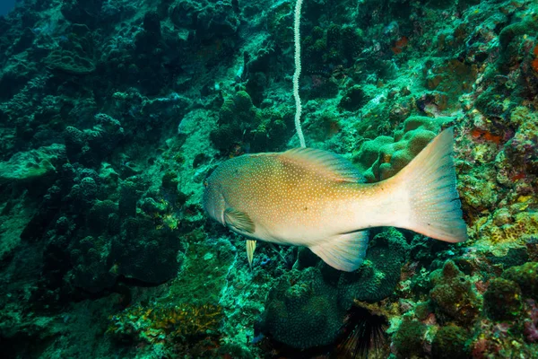 Malabar Orfoz Koh Tao Island Tayland Yakınındaki Sualtı Görünümünü — Stok fotoğraf