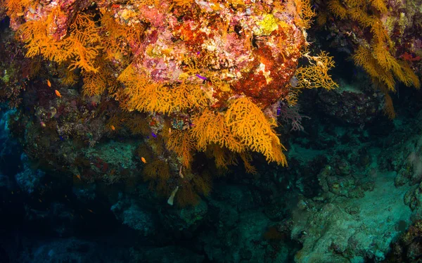 Gyönyörű Korallzátonyok Vörös Tenger Sharm Sheikh Egyiptom — Stock Fotó