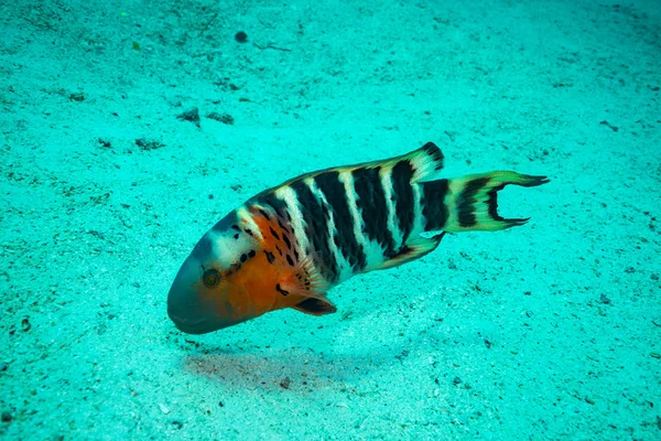 Rusty Wrasse Sur Récif Près Île Koh Tao Thaïlande — Photo