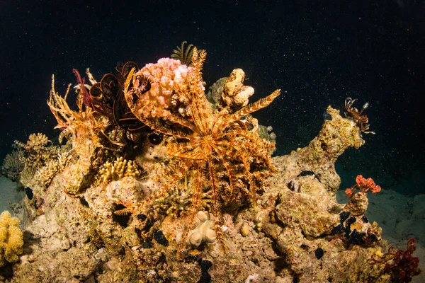 Красиві Коралові Рифи Ніч Червоне Море Шарм Аль Шейх Єгипет — стокове фото