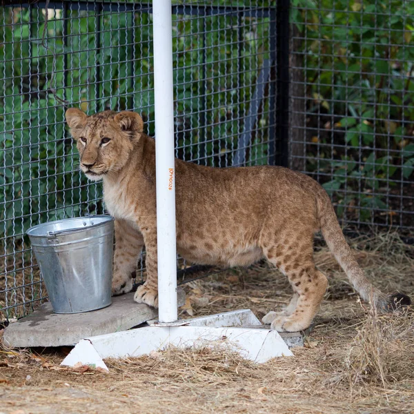 Ett Ungt Roliga Lejon Zoo — Stockfoto