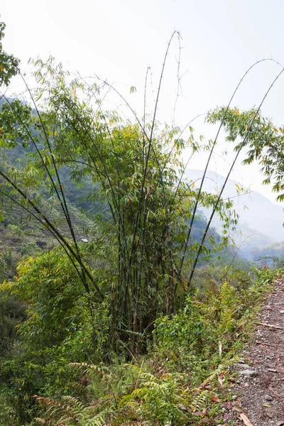 Bamboe Het Bos Van Nepal — Stockfoto