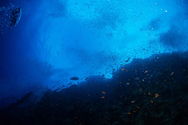 Víz Alatti Kilátás Nyílik Trópusi Halak Kék Víz Vörös Tenger — Stock Fotó