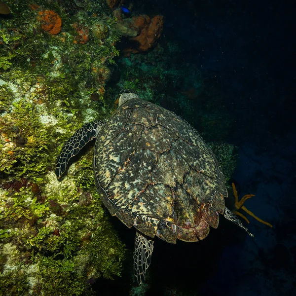 Підводний Подання Красивих Зелених Черепах Риф Cozumel — стокове фото