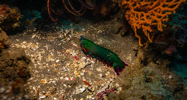 Camarones Mantis Arrecife Coral Isla Bali — Foto de Stock