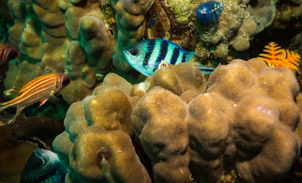 コット タオ島 タイの近くの岩礁に曹長魚 — ストック写真