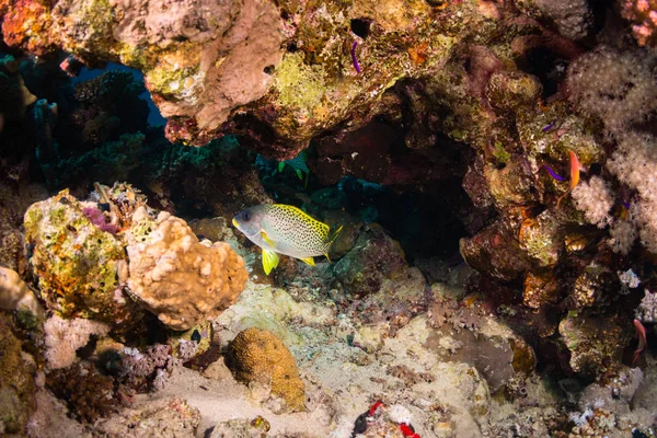 Rubberlip Manchado Negro Arrecife Coral Sharm Sheih Egipto — Foto de Stock
