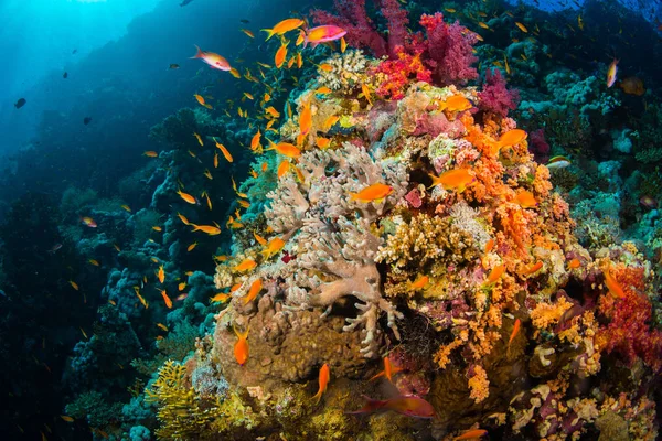 Hermoso Arrecife Coral Mar Rojo Sharm Sheikh Egipto — Foto de Stock