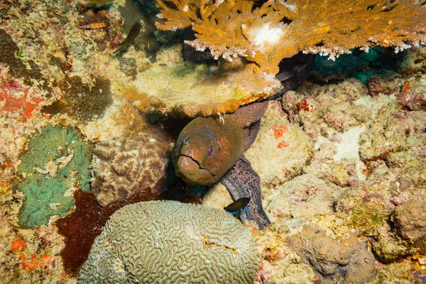 Pousse Sous Marine Flore Faune Océaniques Bali Indonésie — Photo