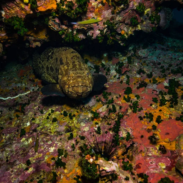 Підводний Подання Малабар Морський Окунь Поблизу Koh Tao Острів Таїланд — стокове фото