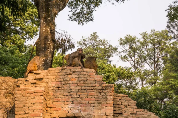 funny monkeys in temple in Kathmandu