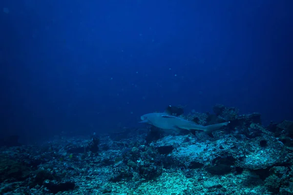 Undervattensvy Vit Spets Hajar Komodo National Park — Stockfoto