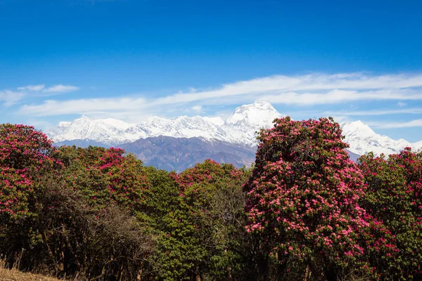 Hermosas Montañas Del Himalaya Cubiertas Nieve Seguimiento Campamento Base Annapurna —  Fotos de Stock