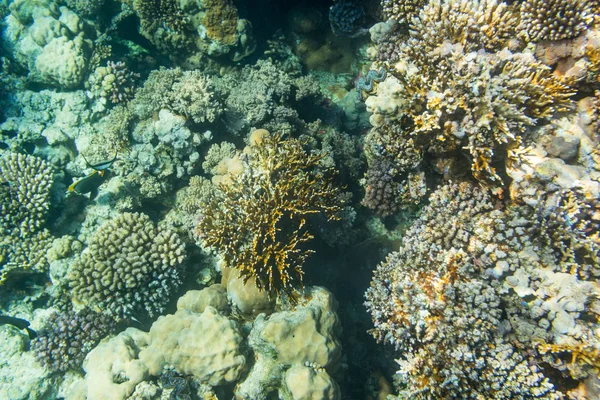 Gyönyörű Színes Korallzátonyok Vörös Tenger Sharm Sheikh Egyiptom — Stock Fotó