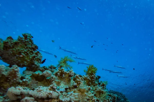 Unterwasserblick Auf Das Schöne Transparente Meer Sharm Sheikh Ägypten — Stockfoto
