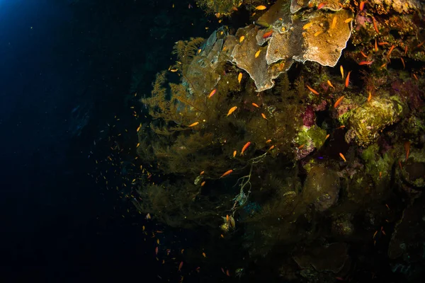 シャルムシェイク エジプト 紅海の美しいサンゴ礁 — ストック写真