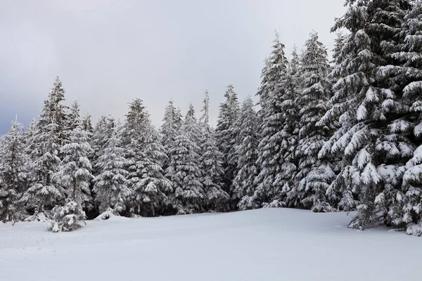 Bellissimo Paesaggio Invernale Nelle Montagne Dei Carpazi Ucraini Innevati — Foto Stock