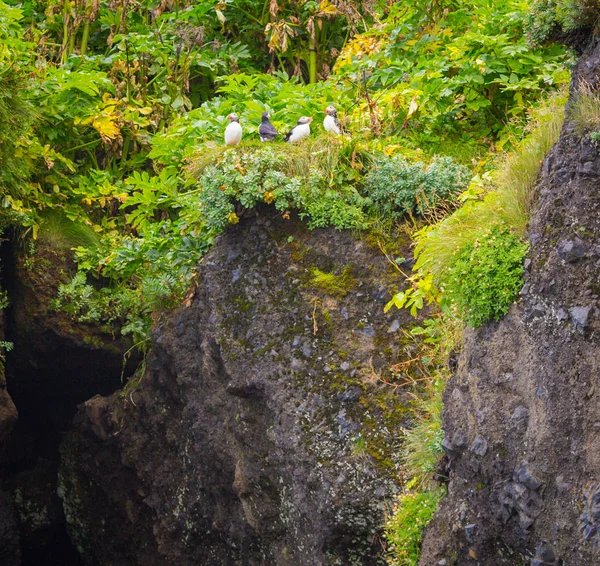 Puffins Sulle Rocce Vicino Alla Città Islandese — Foto Stock