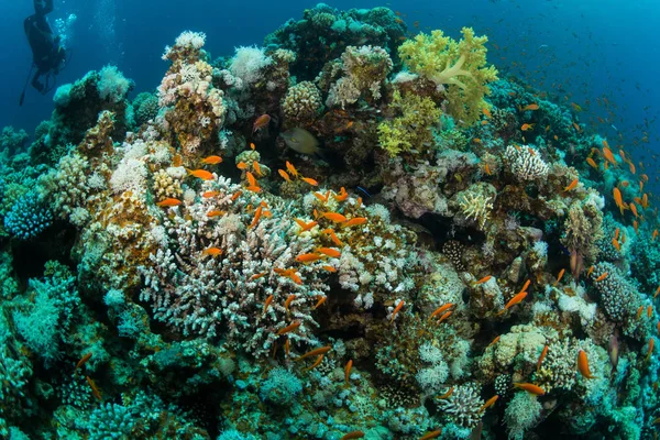 Tropische Vissen Achtergrond Van Een Koraalrif — Stockfoto