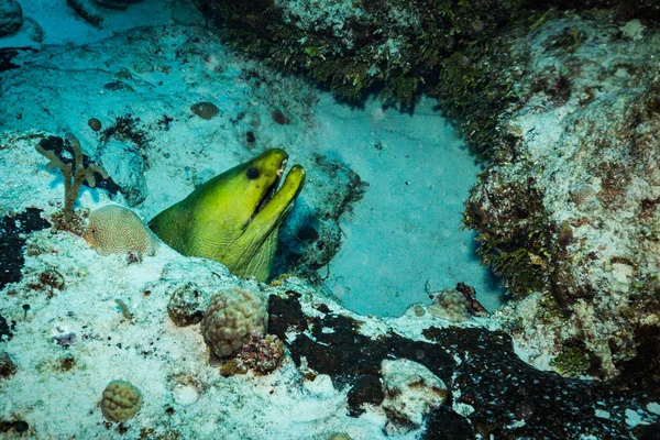 Moray Arrecife Coral Cerca Isla Kozumel — Foto de Stock