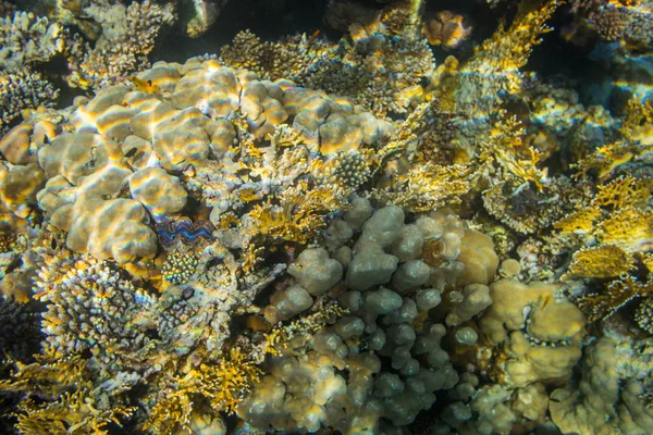 Belo Recife Coral Colorido Mar Vermelho Sharm Sheikh Egypt — Fotografia de Stock