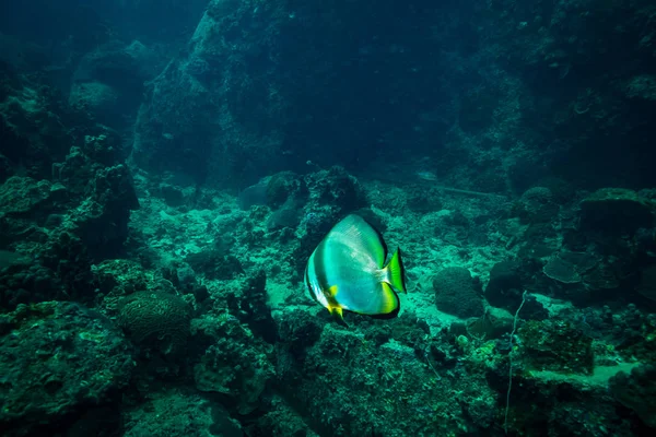 Beautiful Batfish Coral Reef Koh Tao Thailand — Stock Photo, Image