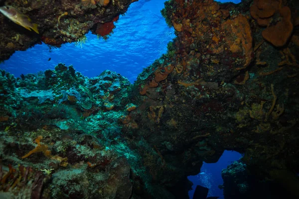 Όμορφα Χρωματιστά Κοραλλιογενή Ύφαλο Καραϊβική Θάλασσα Νησί Κοζουμέλ — Φωτογραφία Αρχείου
