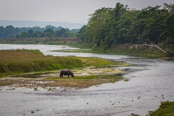 Vista Panoramica Bellissimo Paesaggio Con Flora Fauna Chitwan Nepal — Foto Stock