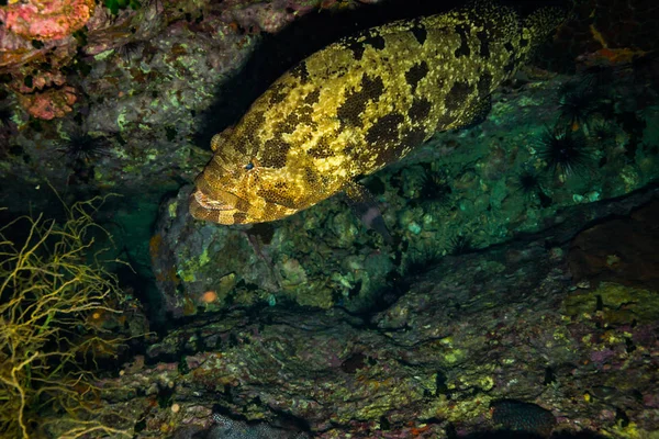 Podwodne Widoki Grouper Malabar Pobliżu Koh Tao Island Tajlandia — Zdjęcie stockowe