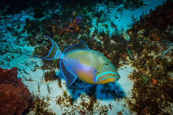 Triggerfish Φόντο Ενός Κοραλλιογενούς Υφάλου — Φωτογραφία Αρχείου