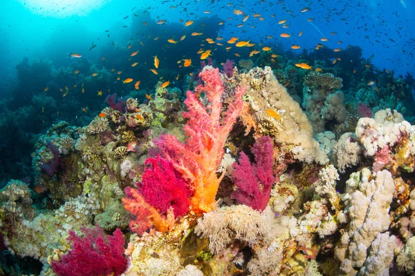 Όμορφες Κοραλλιογενών Υφάλων Στην Ερυθρά Θάλασσα Σαρμ Σέιχ Αίγυπτος — Φωτογραφία Αρχείου