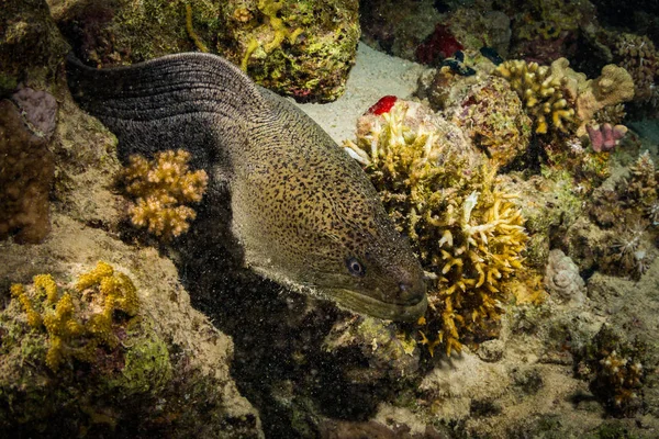 夜シャルムシェイク エジプト 紅海のサンゴ礁にウツボの水中ビュー — ストック写真