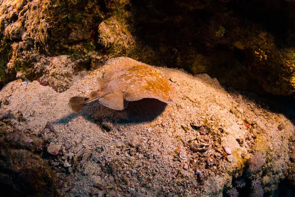 Torpedo Pantera Sobre Hoja Coral Sharm Sheih —  Fotos de Stock