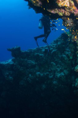dalgıç sualtı görünümünü Red sea, Mısır resif üzerinde