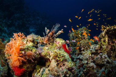 Mercan Red Sea, Mısır, kırmızı Lionfish avcılık