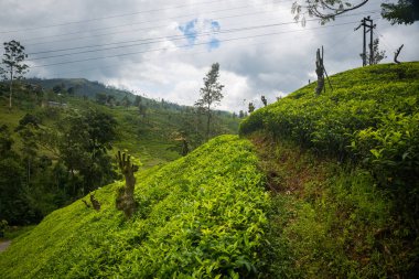 Sri Lanka plantasyonda yeşil güzel çay