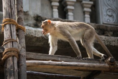 Maymun Hint Tapınağı