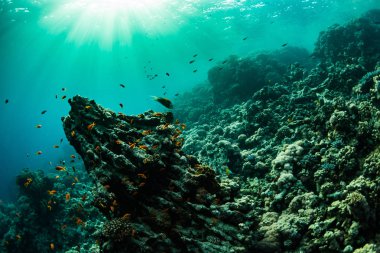 Güzel mercan kayalığı Kızıldeniz, sharm el sheikh, Mısır