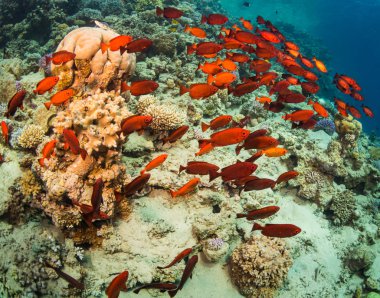 Tropikal balıklar Kızıldeniz, Sharm El Sheikh, Mısır'daki mercan kayalığı arka plan üzerinde