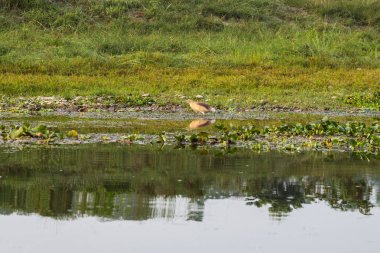 Doğal görünümü güzel manzara ile flora ve fauna Chitwan, Nepal 