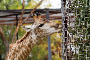 Zürafa Kırım safari Park