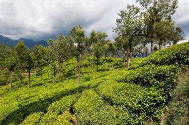 yeşil güzel çay plantasyon içinde Hindistan, il Kerala